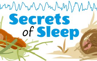Secrets of sleep